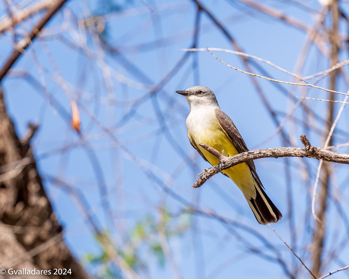 Western Kingbird - George Valladares