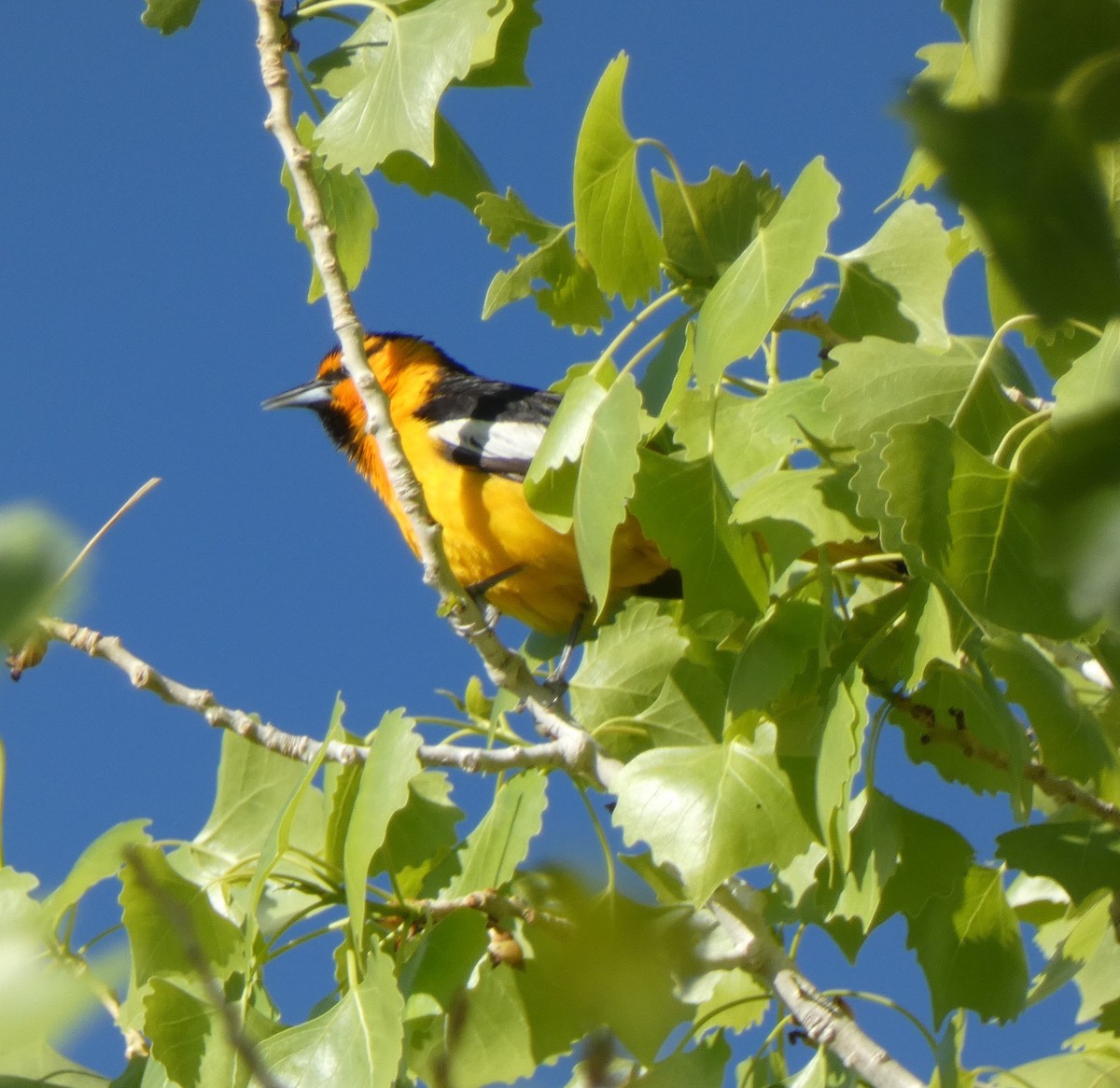 Bullock's Oriole - ML618306200