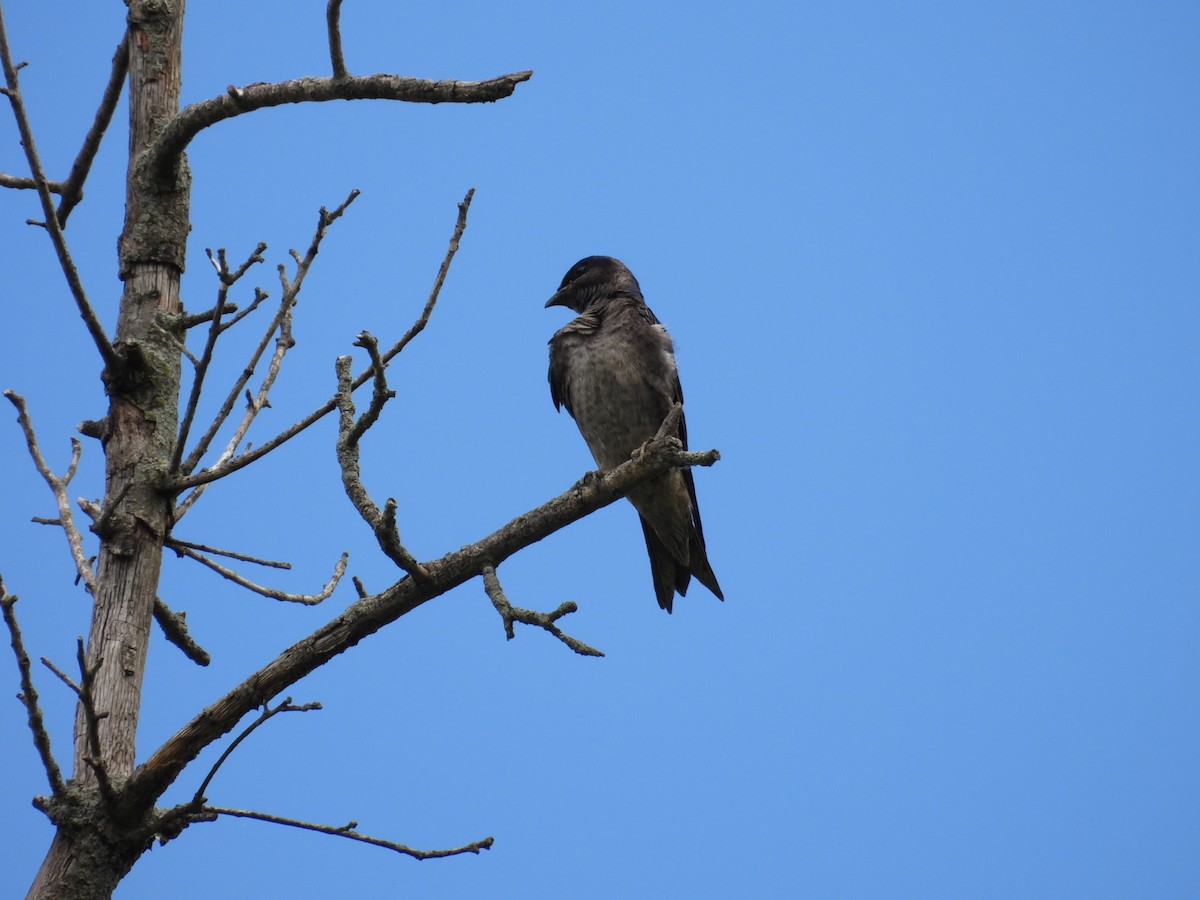 Purple Martin - ML618306203