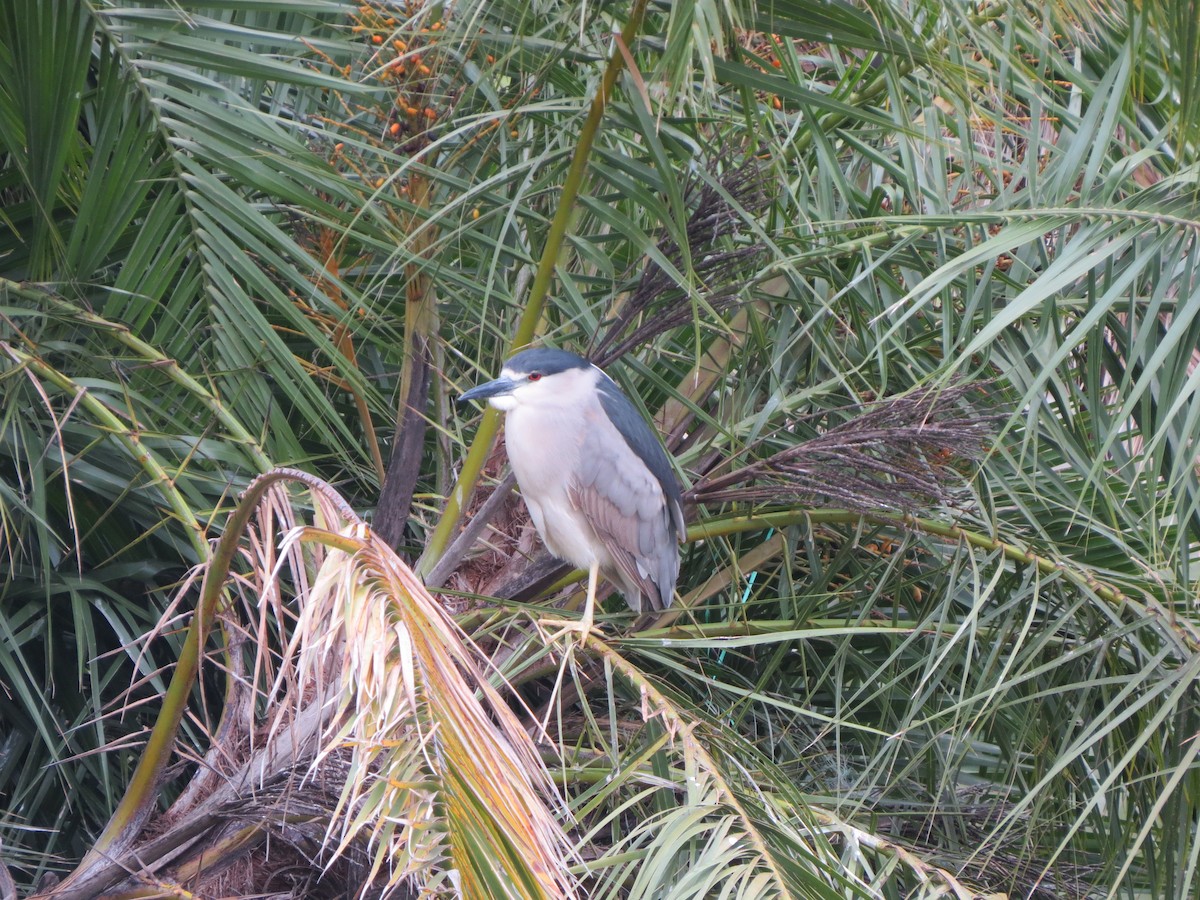 Black-crowned Night Heron - GLORIA GWYNNE