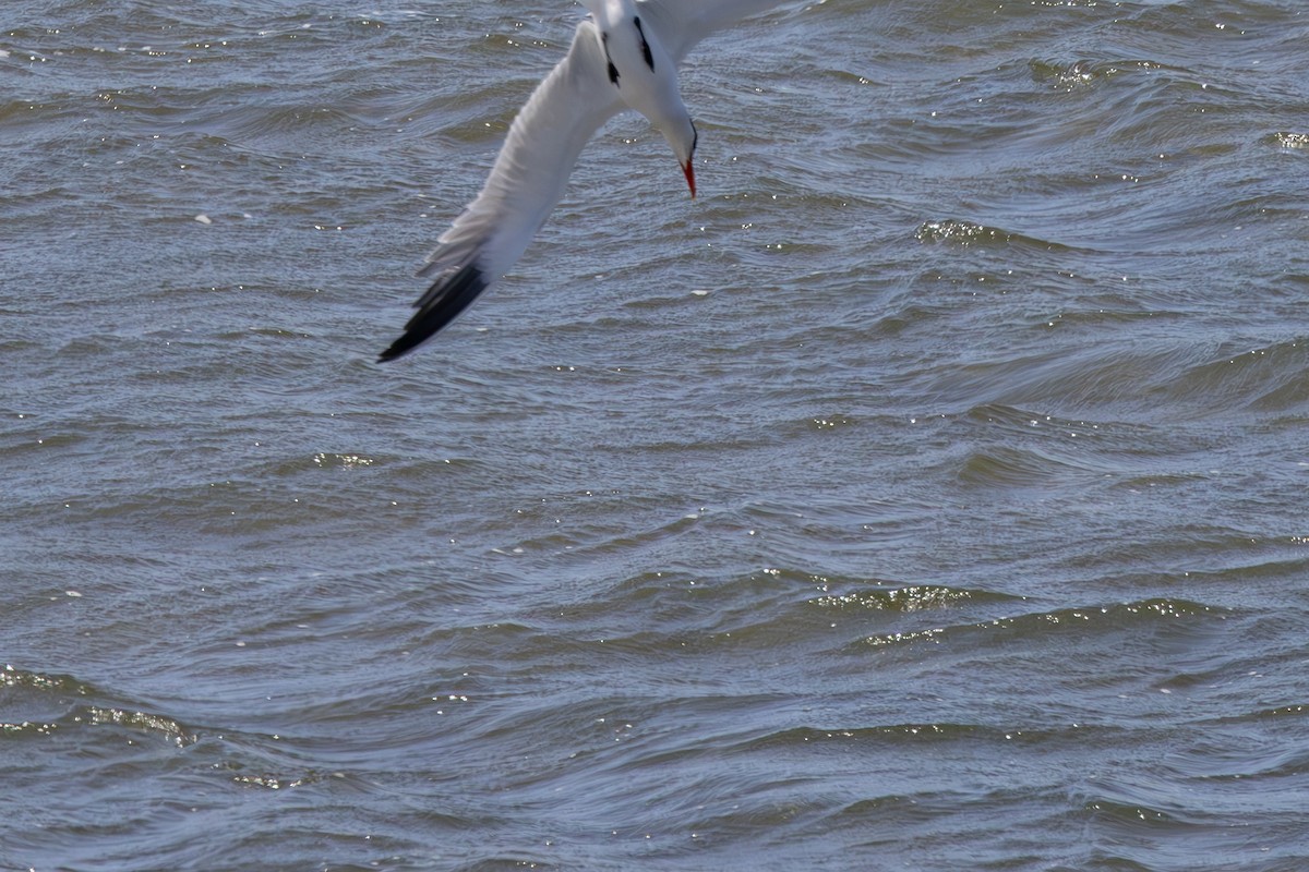 Caspian Tern - ML618306229