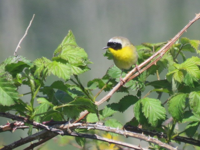 Common Yellowthroat - ML618306242