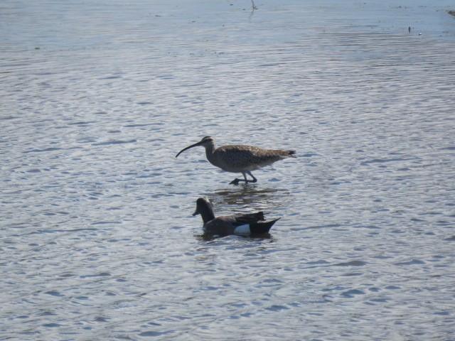 Whimbrel - Ed  Newbold