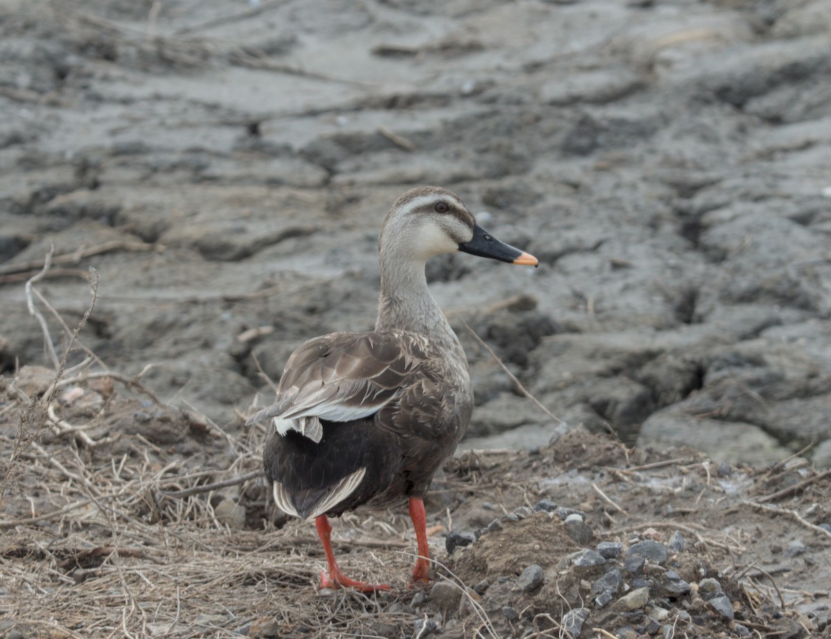 Eastern Spot-billed Duck - ML618306256