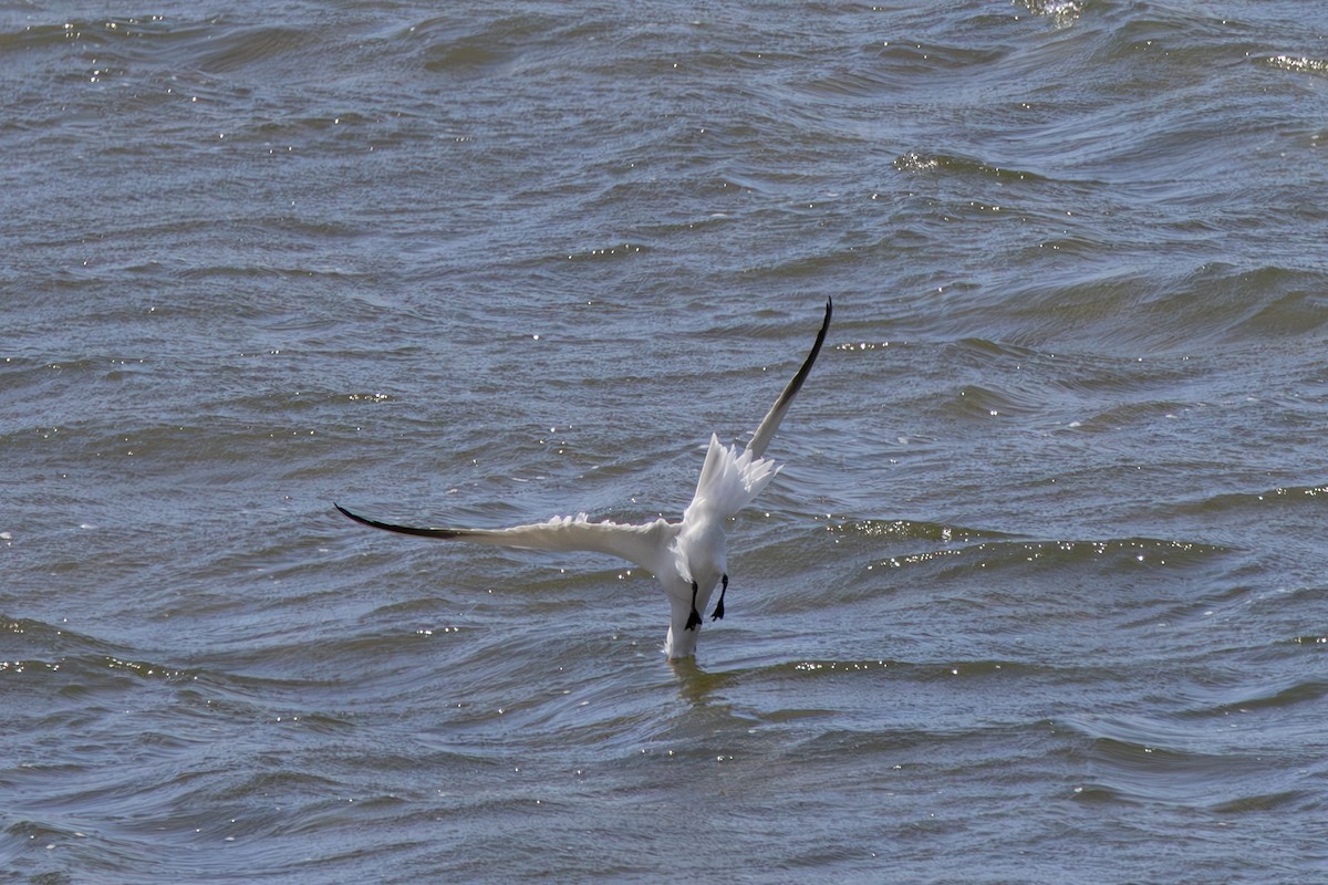 Caspian Tern - Roger Adamson