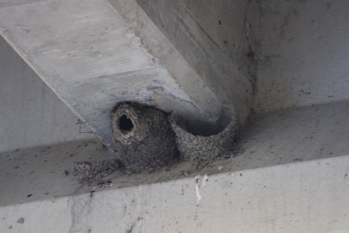 Cliff Swallow - ML618306294