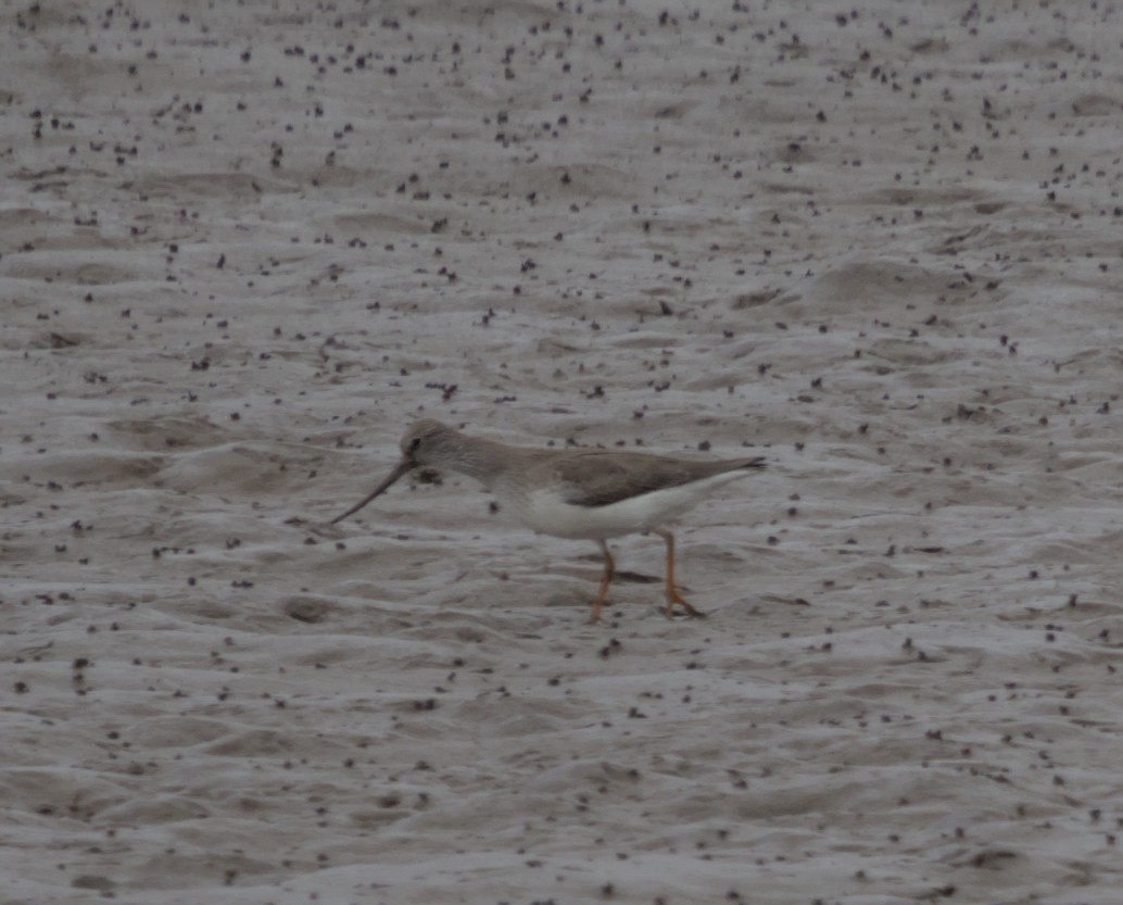 Terek Sandpiper - Mingpan Huang