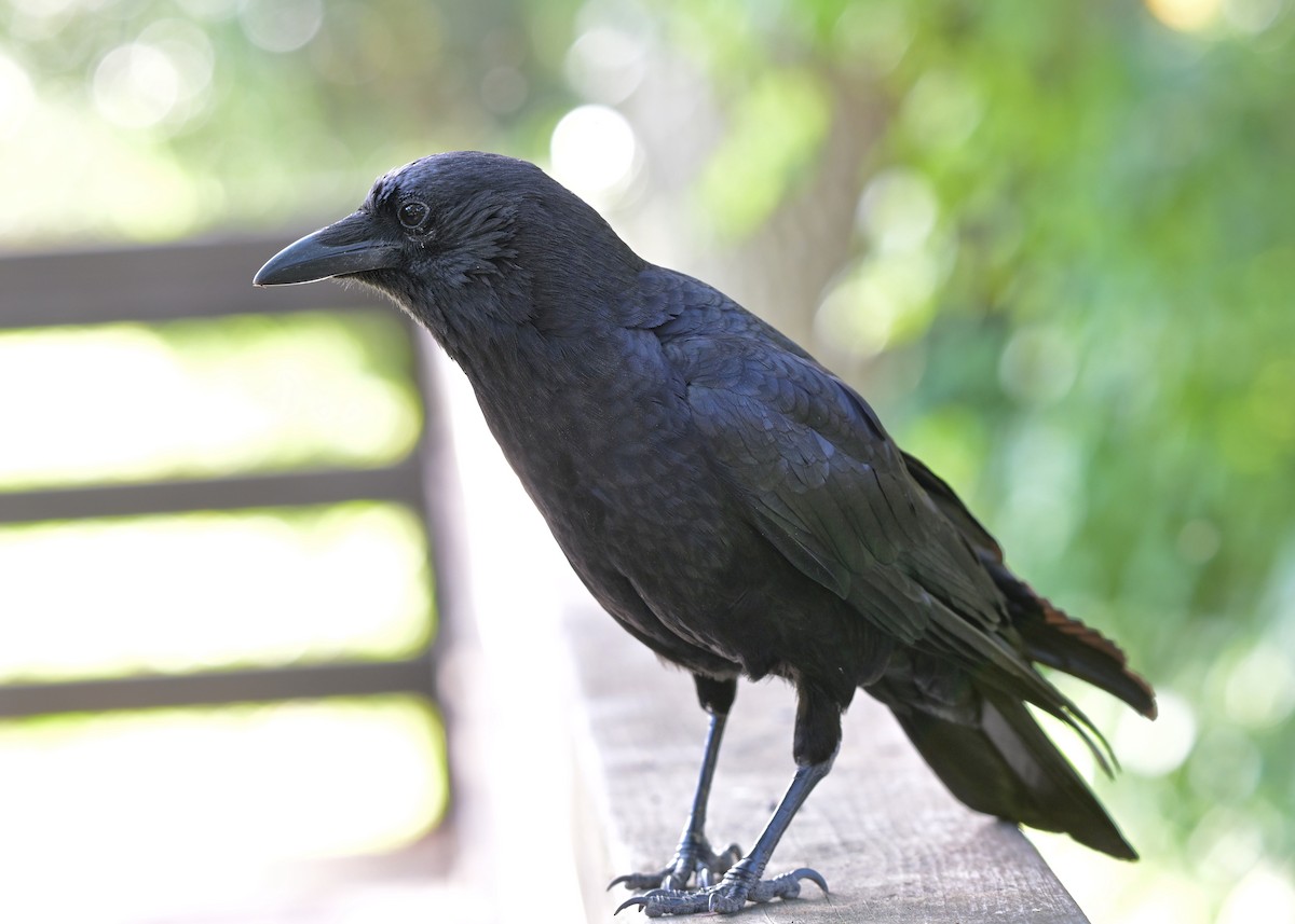 American Crow - ML618306334