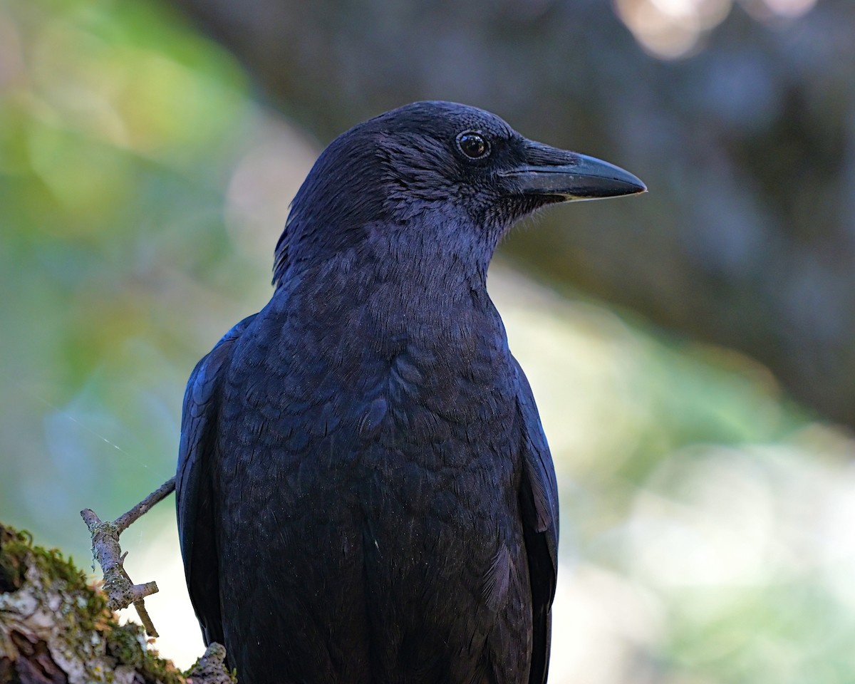 American Crow - ML618306335