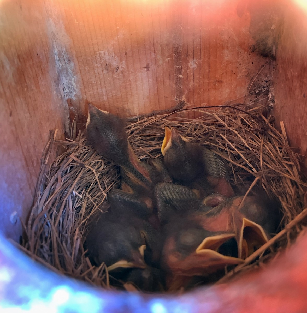 Eastern Bluebird - ML618306349