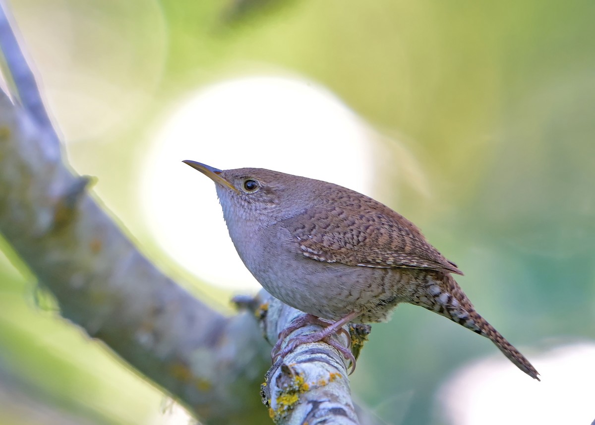 House Wren - B T