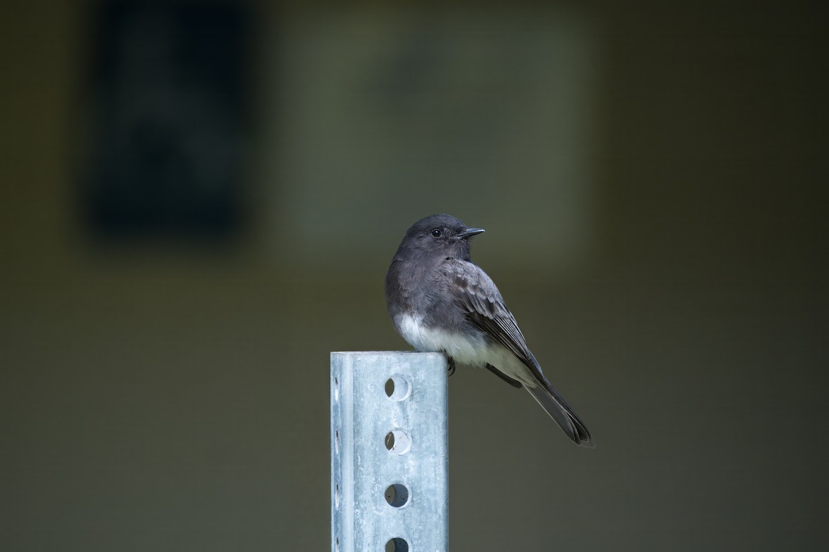 Black Phoebe - Alexander Yan