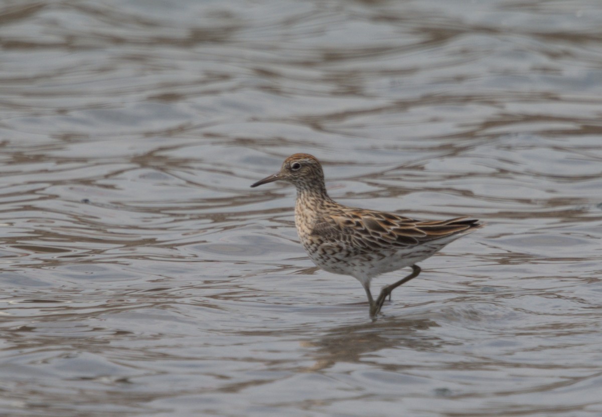 Sharp-tailed Sandpiper - ML618306383