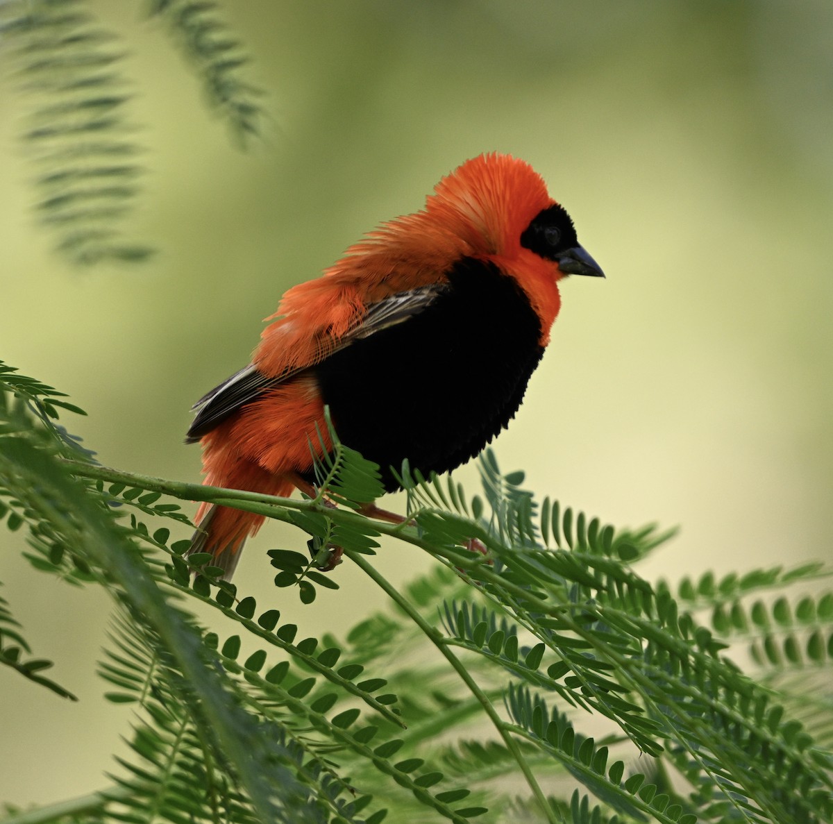 Northern Red Bishop - ML618306417