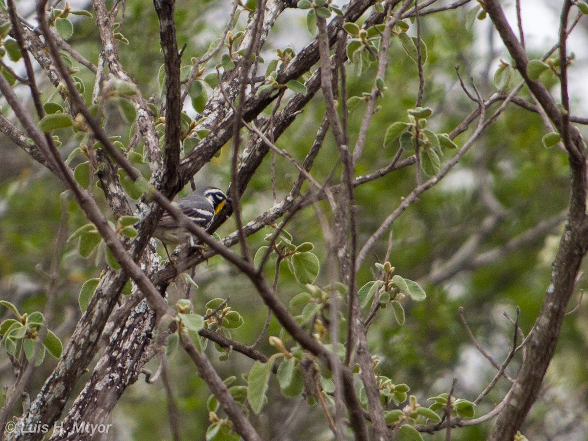 Yellow-throated Warbler - Luis Humberto Montemayor