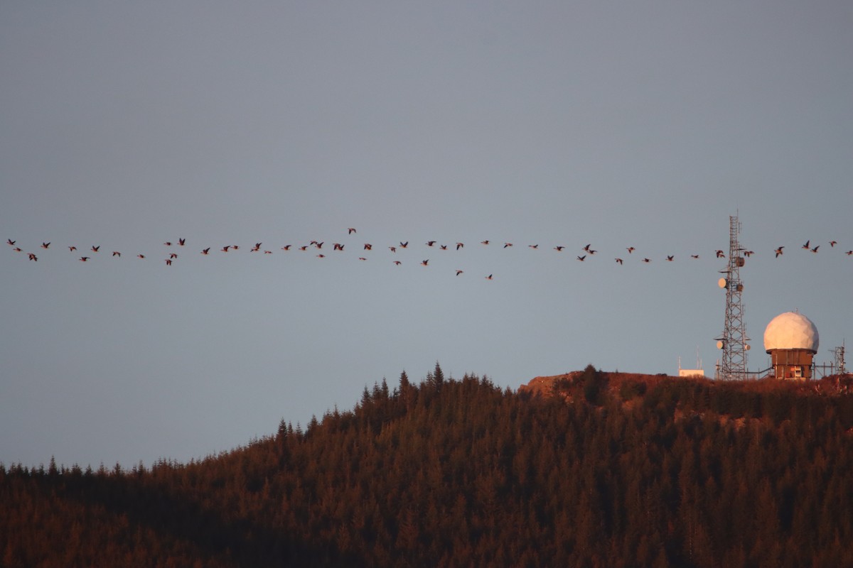 Greater White-fronted Goose - Daniel Donnecke