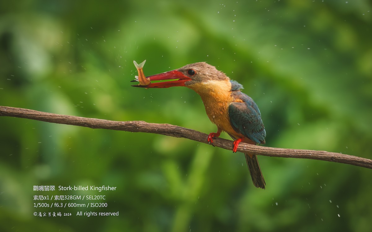 Stork-billed Kingfisher - ML618306454