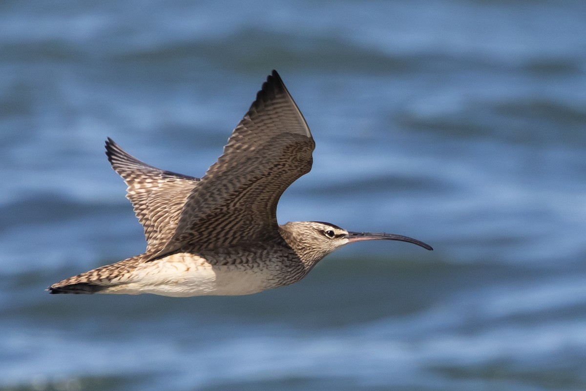 Whimbrel - Roger Adamson