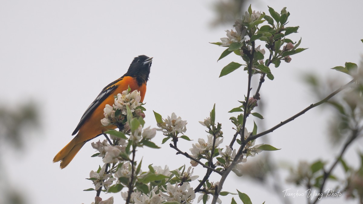 Baltimore Oriole - Tianshuo Wang