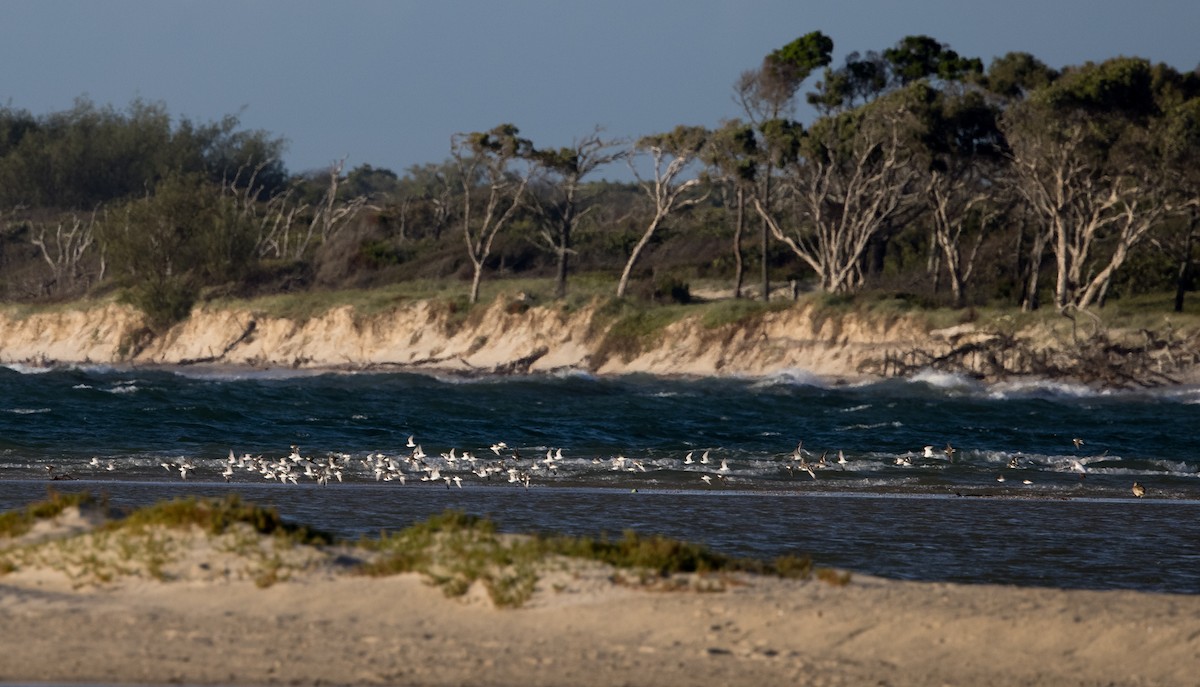 Red-capped Plover - ML618306483