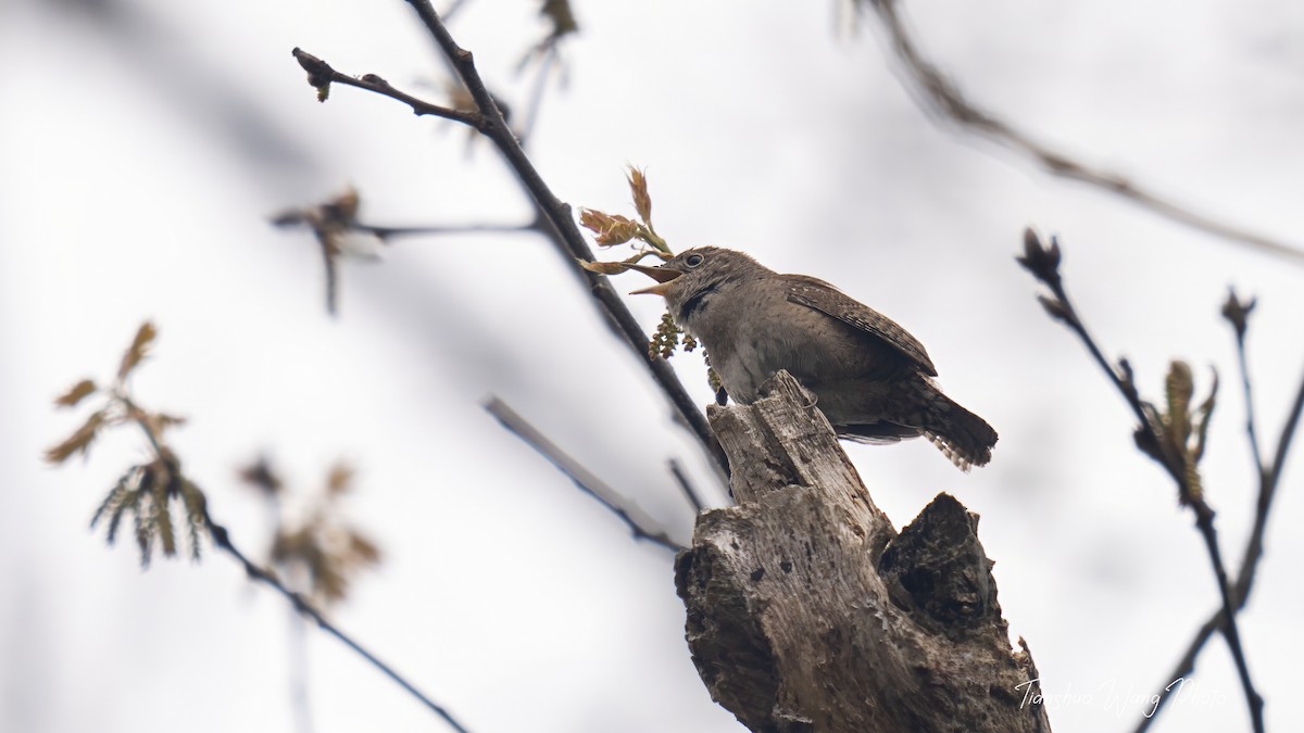 Northern House Wren - Tianshuo Wang