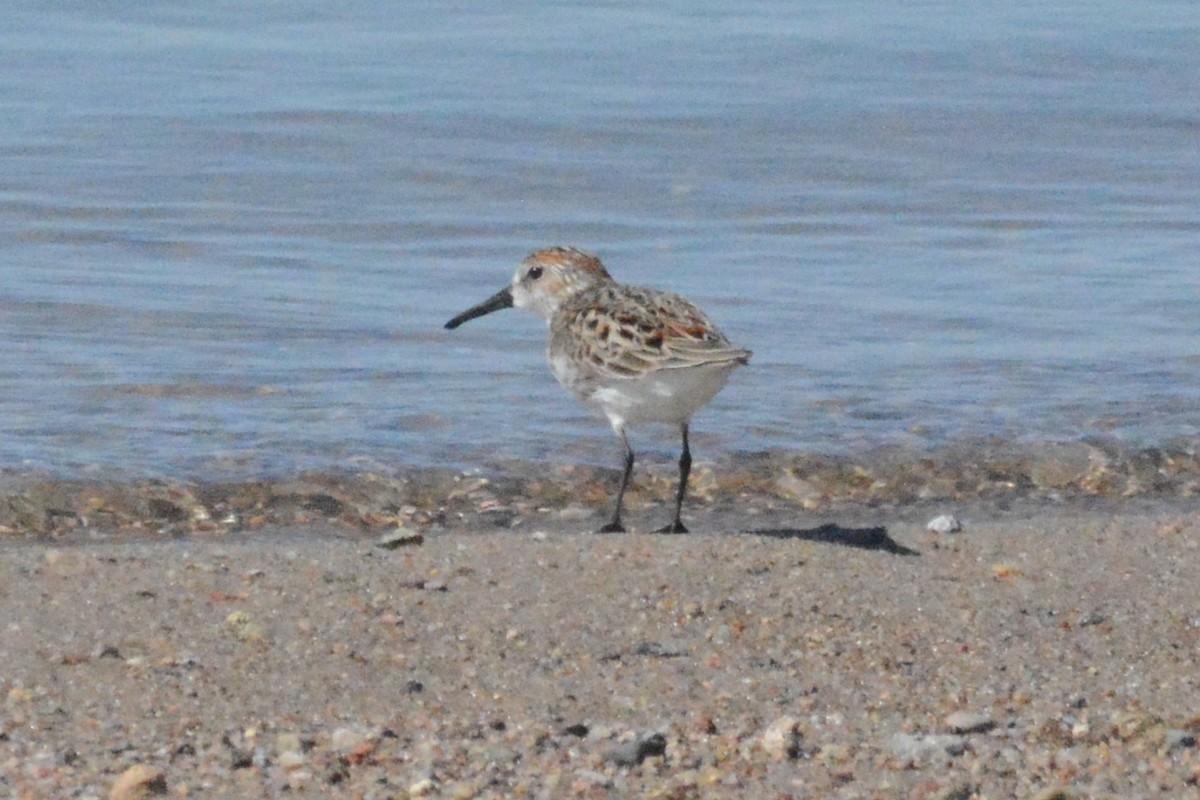 Western Sandpiper - Cathy Pasterczyk