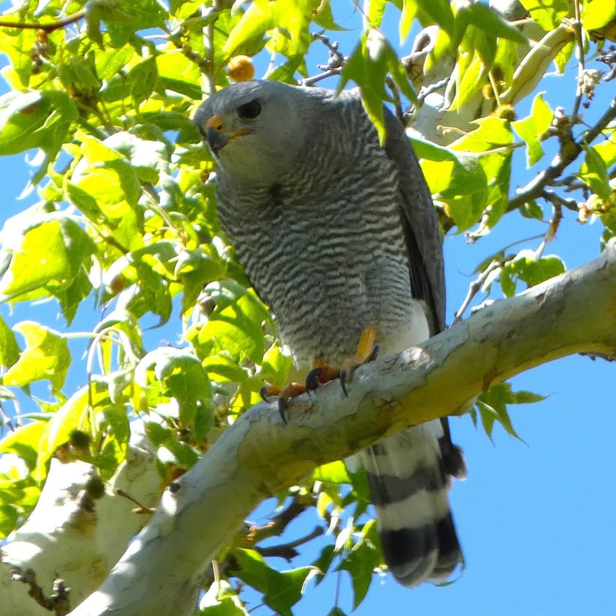 Gray Hawk - Ramsey Canyon