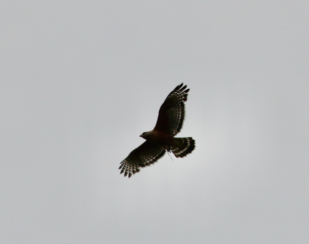 Red-shouldered Hawk - ML618306596