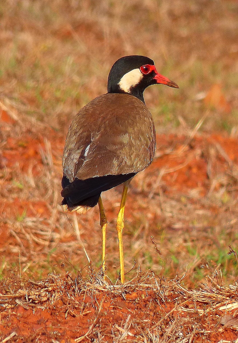 Red-wattled Lapwing - ML618306597