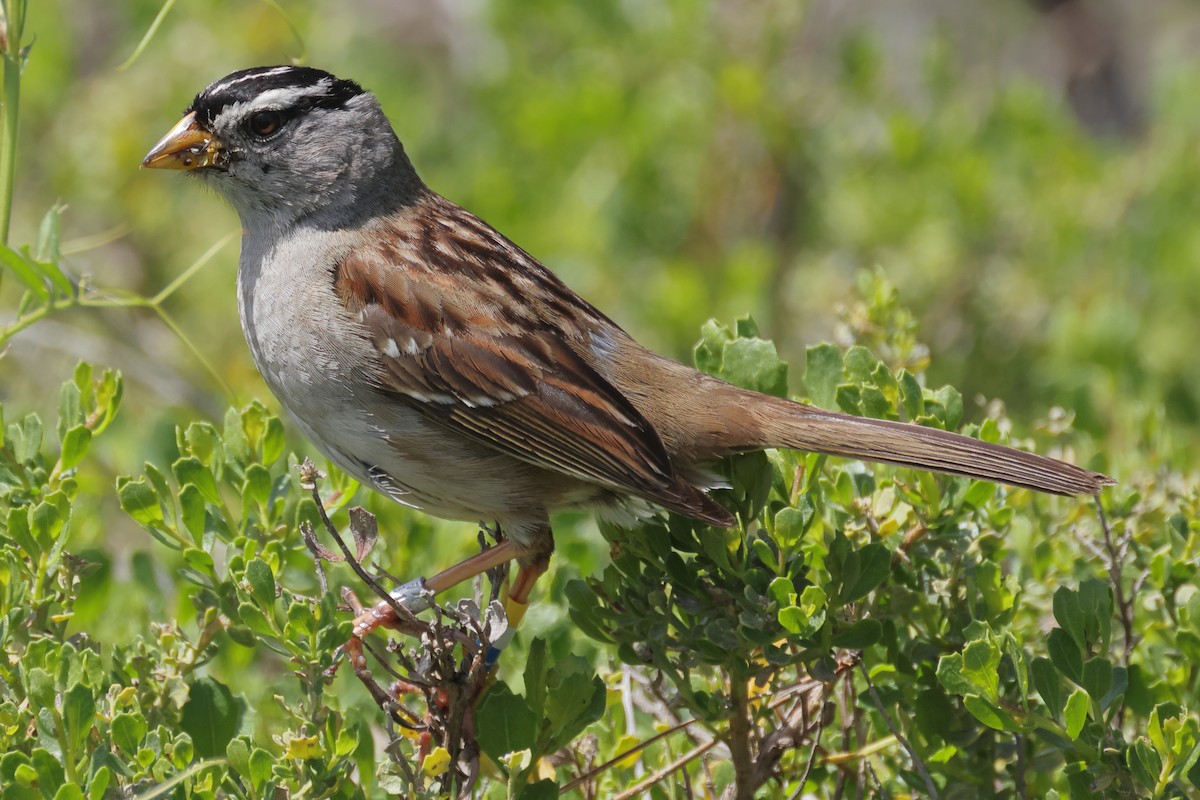 White-crowned Sparrow - Gregory Luckert