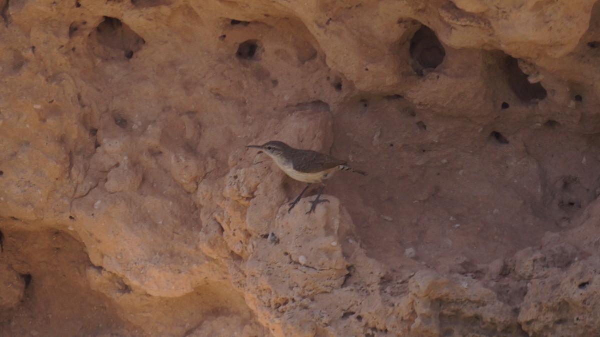 Rock Wren - Bryan White