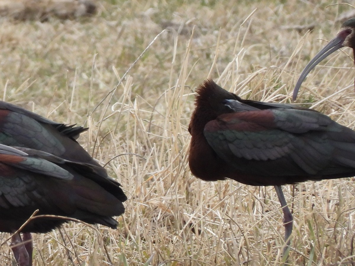 Glossy Ibis - John Lundgren