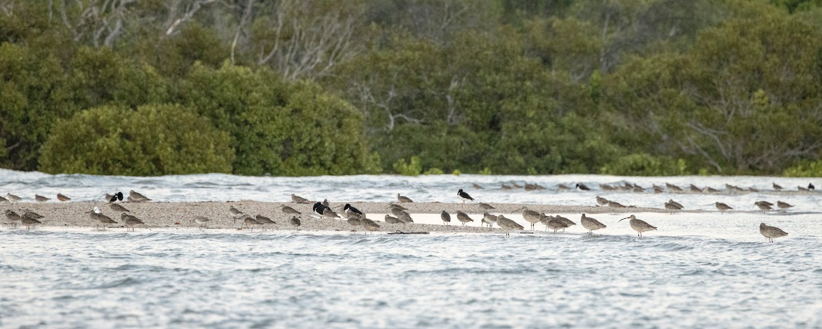 Courlis corlieu (variegatus/rogachevae) - ML618306635