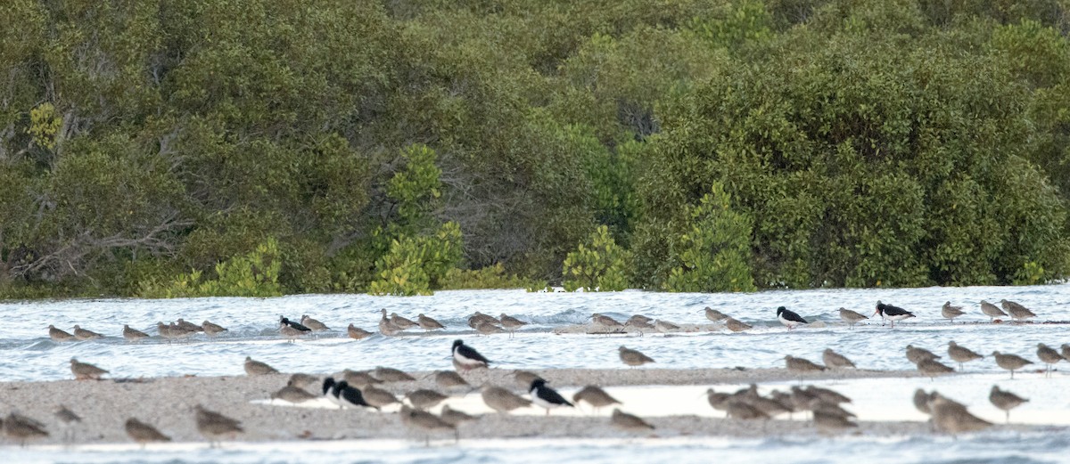 Pied Oystercatcher - Chris Barnes