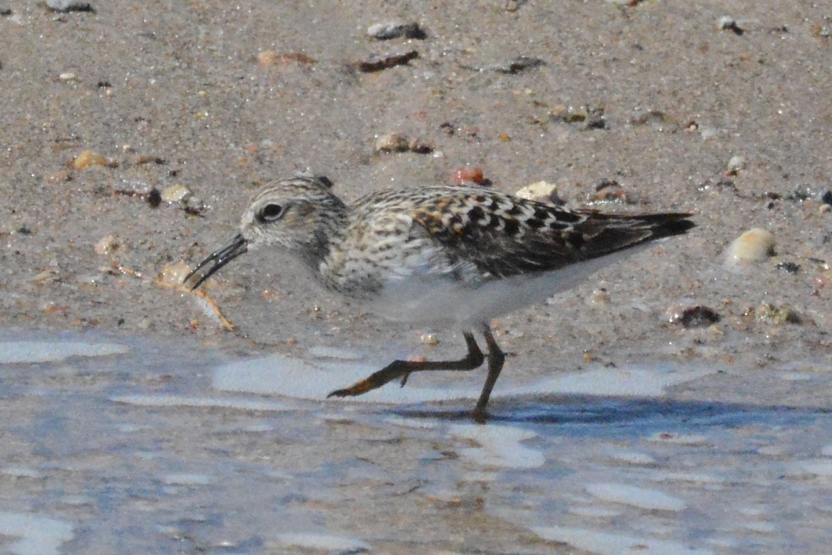 Least Sandpiper - Cathy Pasterczyk