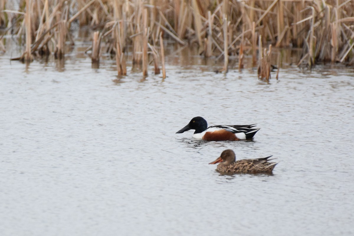 Northern Shoveler - ML618306655