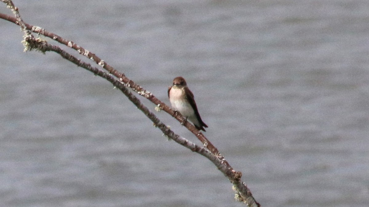 Golondrina Aserrada - ML618306659