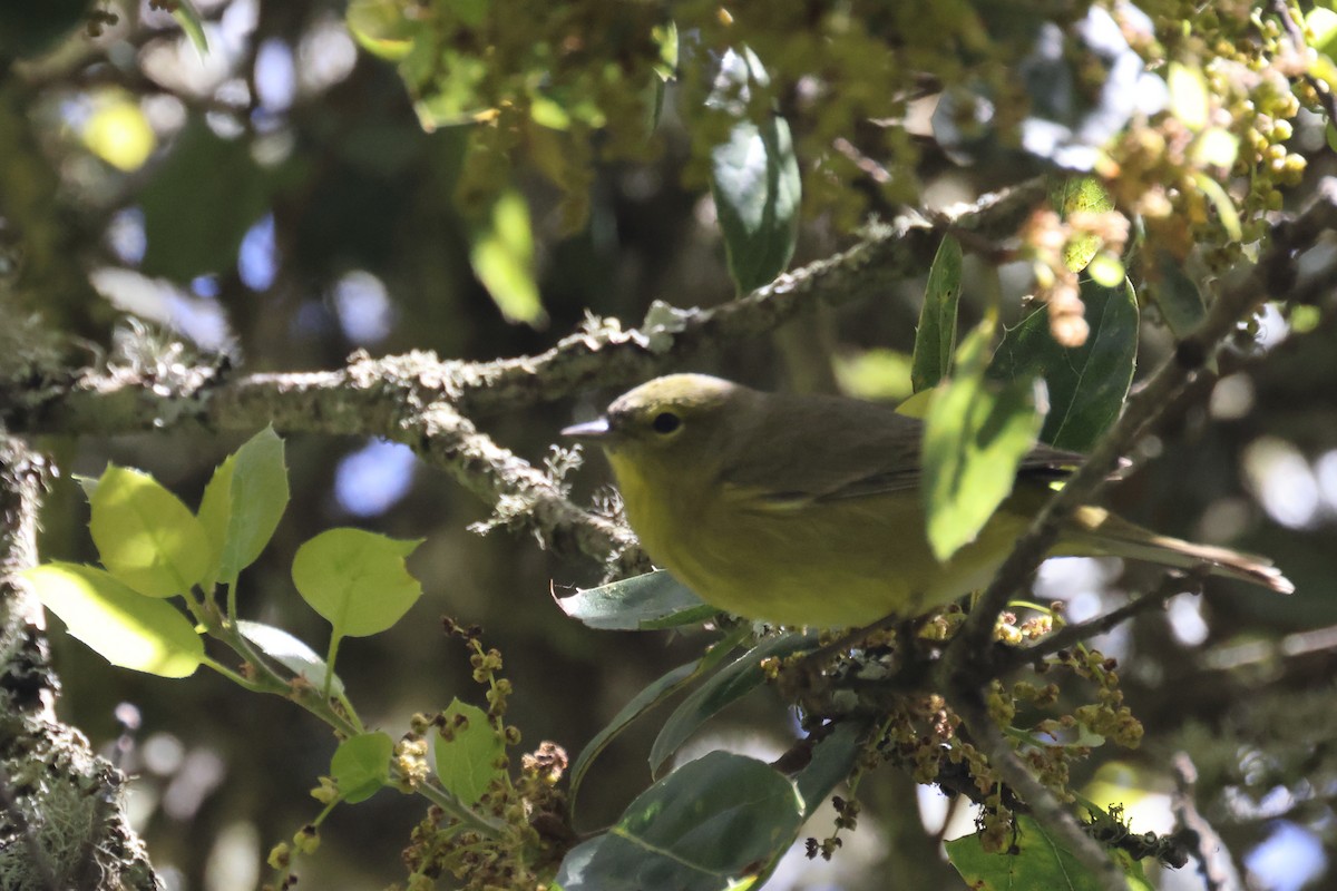 Orange-crowned Warbler - ML618306663