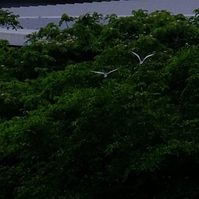 Whiskered Tern - Kuan Chia Hsiu