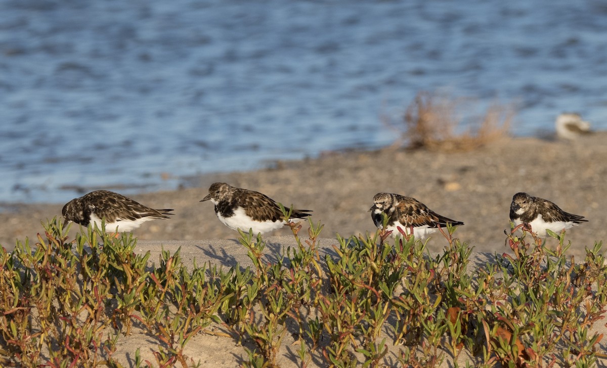 Ruddy Turnstone - ML618306708