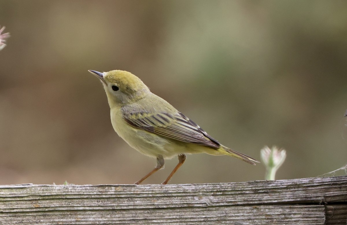 Yellow Warbler - Carolyn Thiele