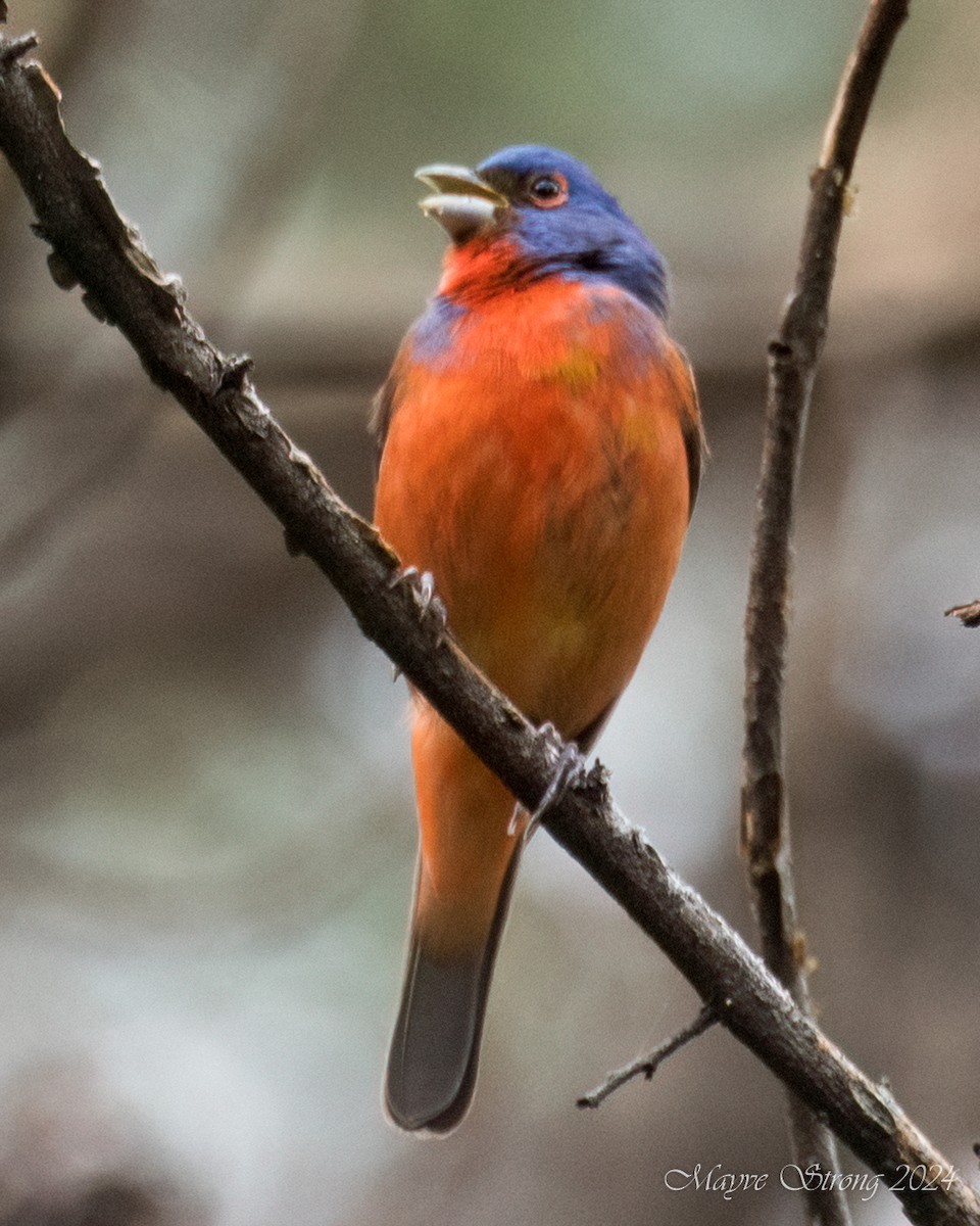 Painted Bunting - Mayve Strong