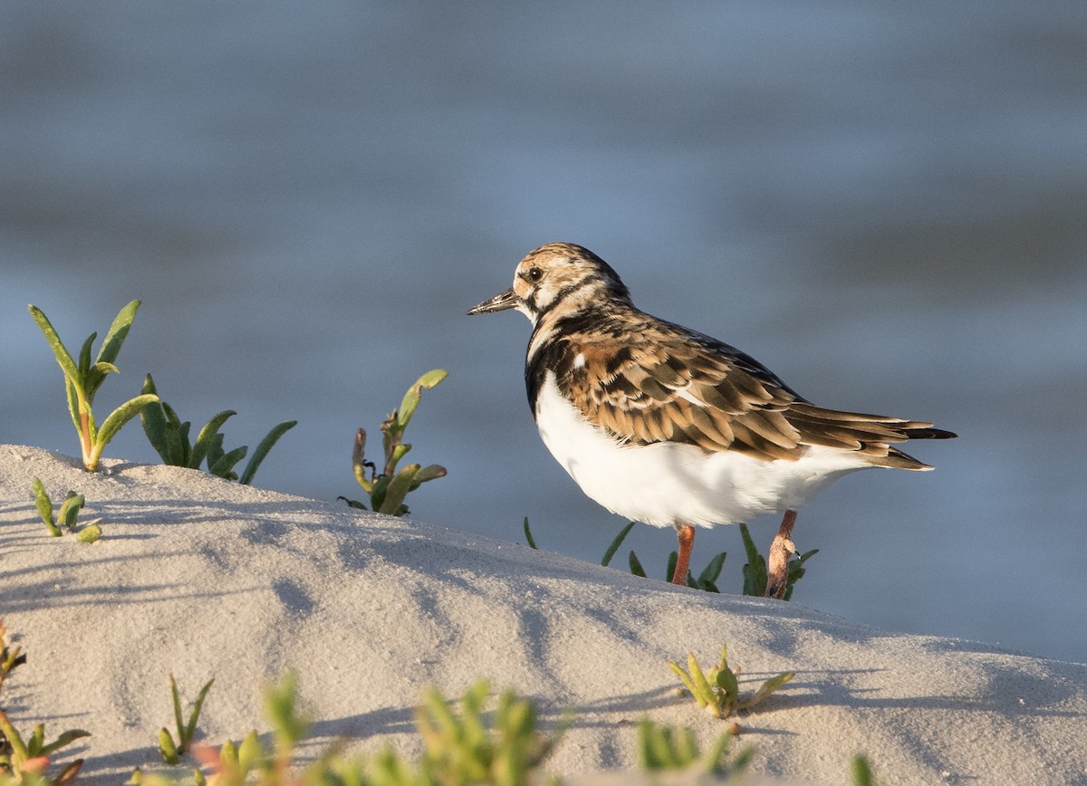 Ruddy Turnstone - Chris Barnes