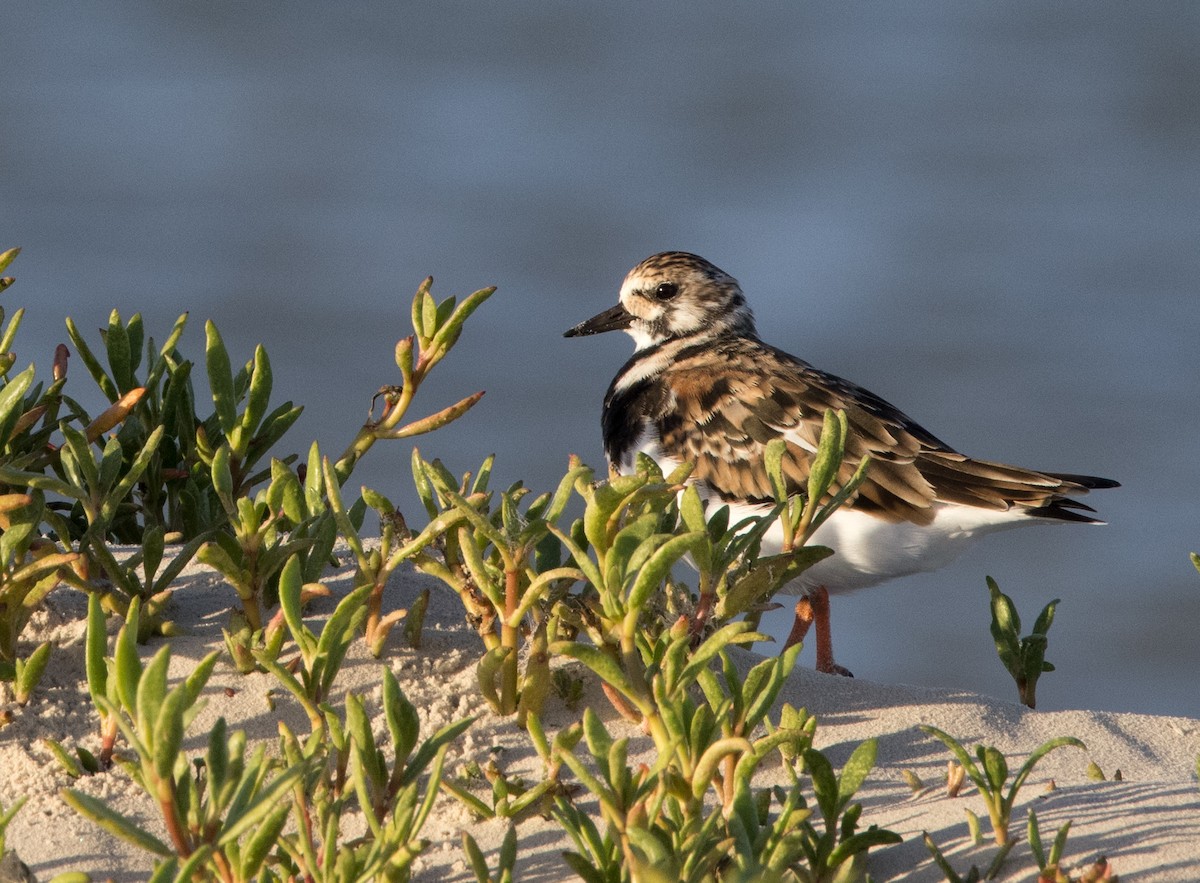 Ruddy Turnstone - ML618306815