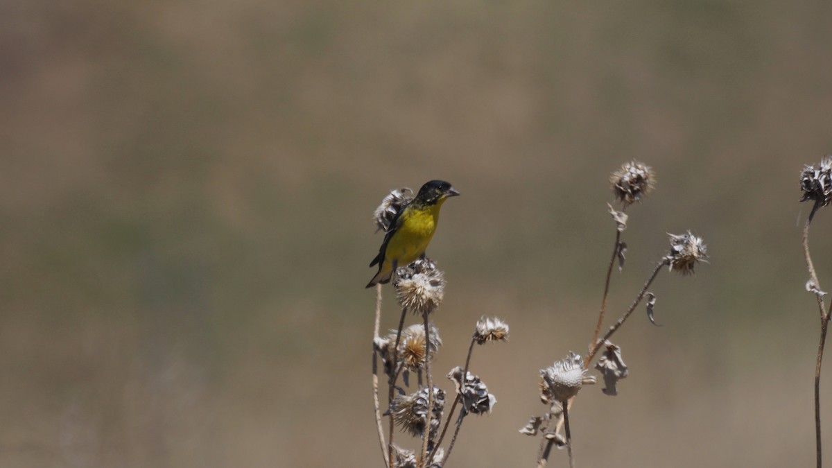 Lesser Goldfinch - ML618306838