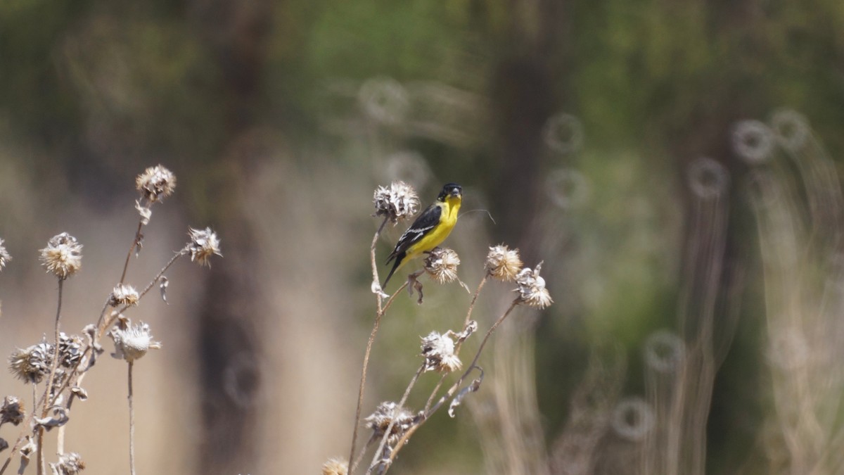 Lesser Goldfinch - ML618306840