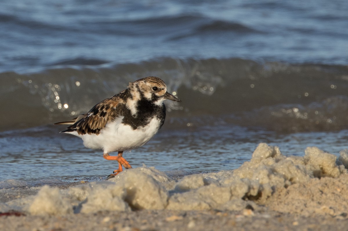 Ruddy Turnstone - ML618306847