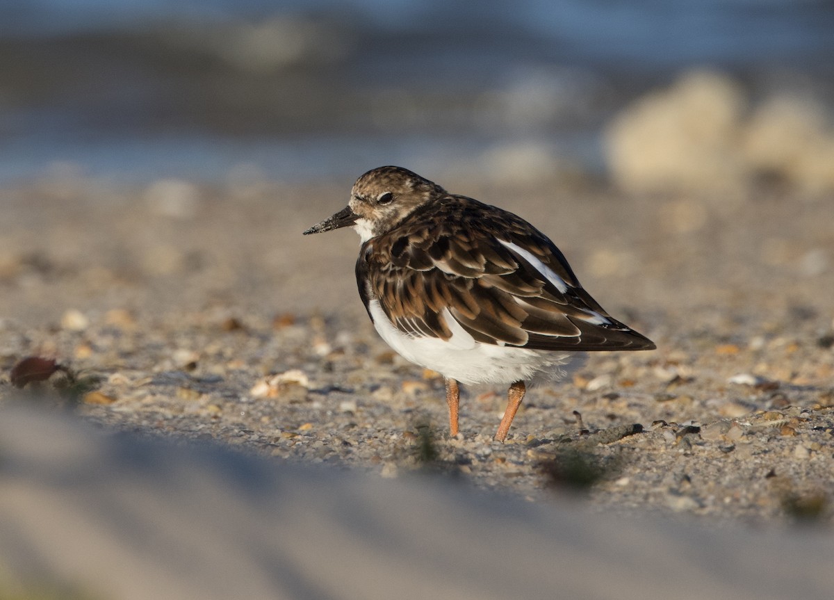 Ruddy Turnstone - ML618306848