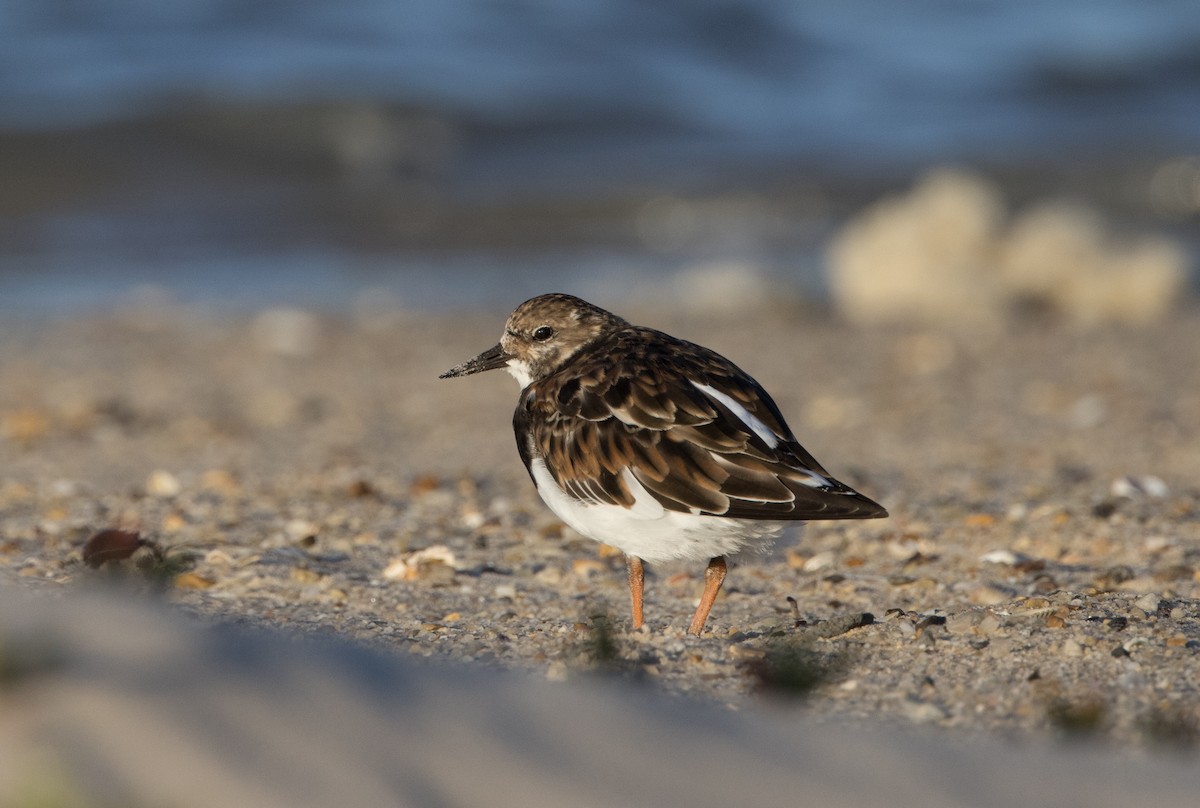 Ruddy Turnstone - ML618306849