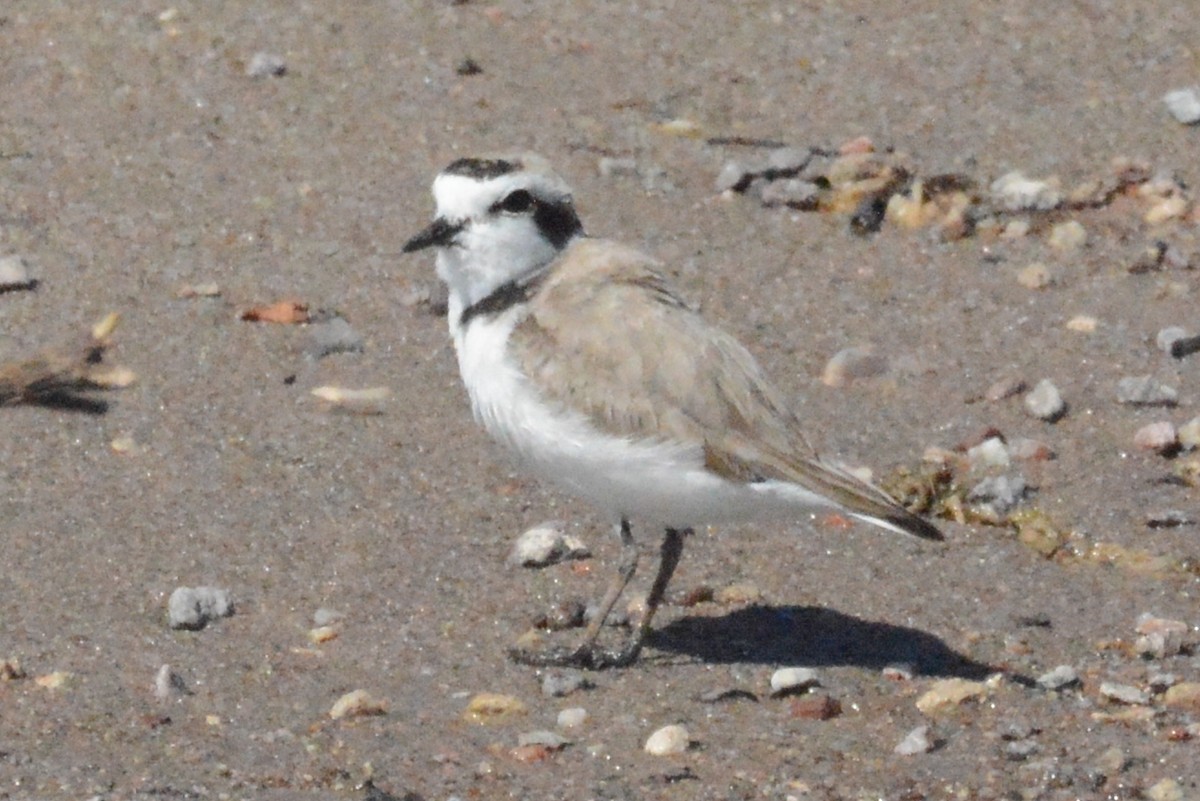 Snowy Plover - Cathy Pasterczyk